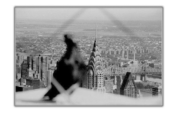 NYC Pigeon by Cambridge Jones